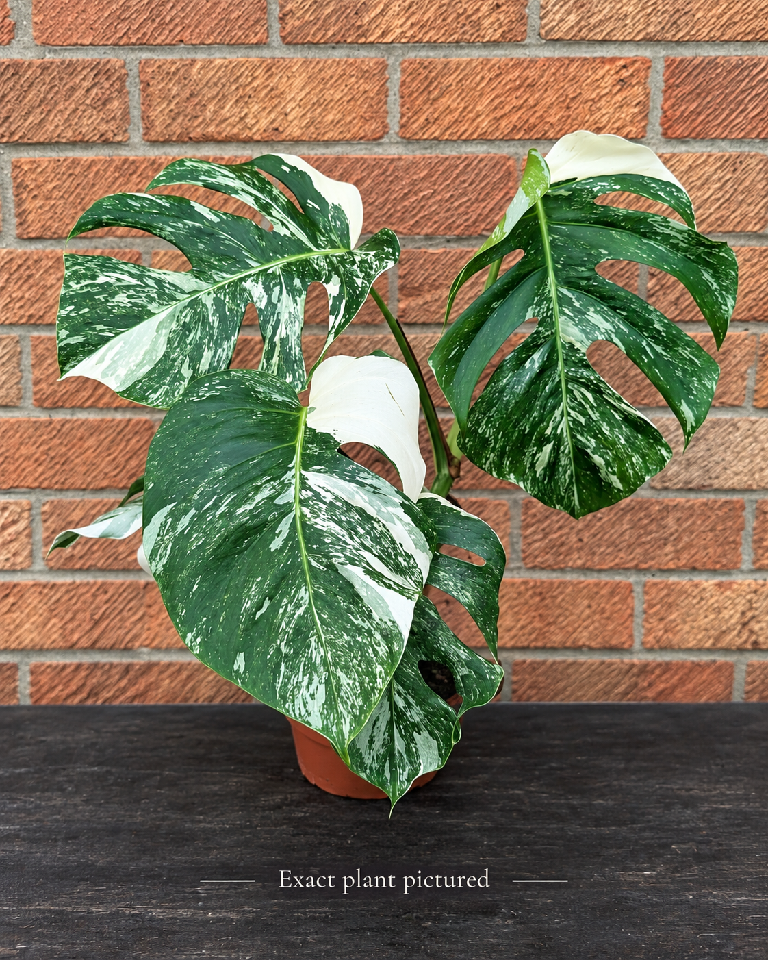 (Choose your own) 40 - 60cm Variegated Monstera Albo 15cm Pot House Plant