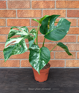(Choose your own) 40 - 60cm Variegated Monstera Albo 15cm Pot House Plant