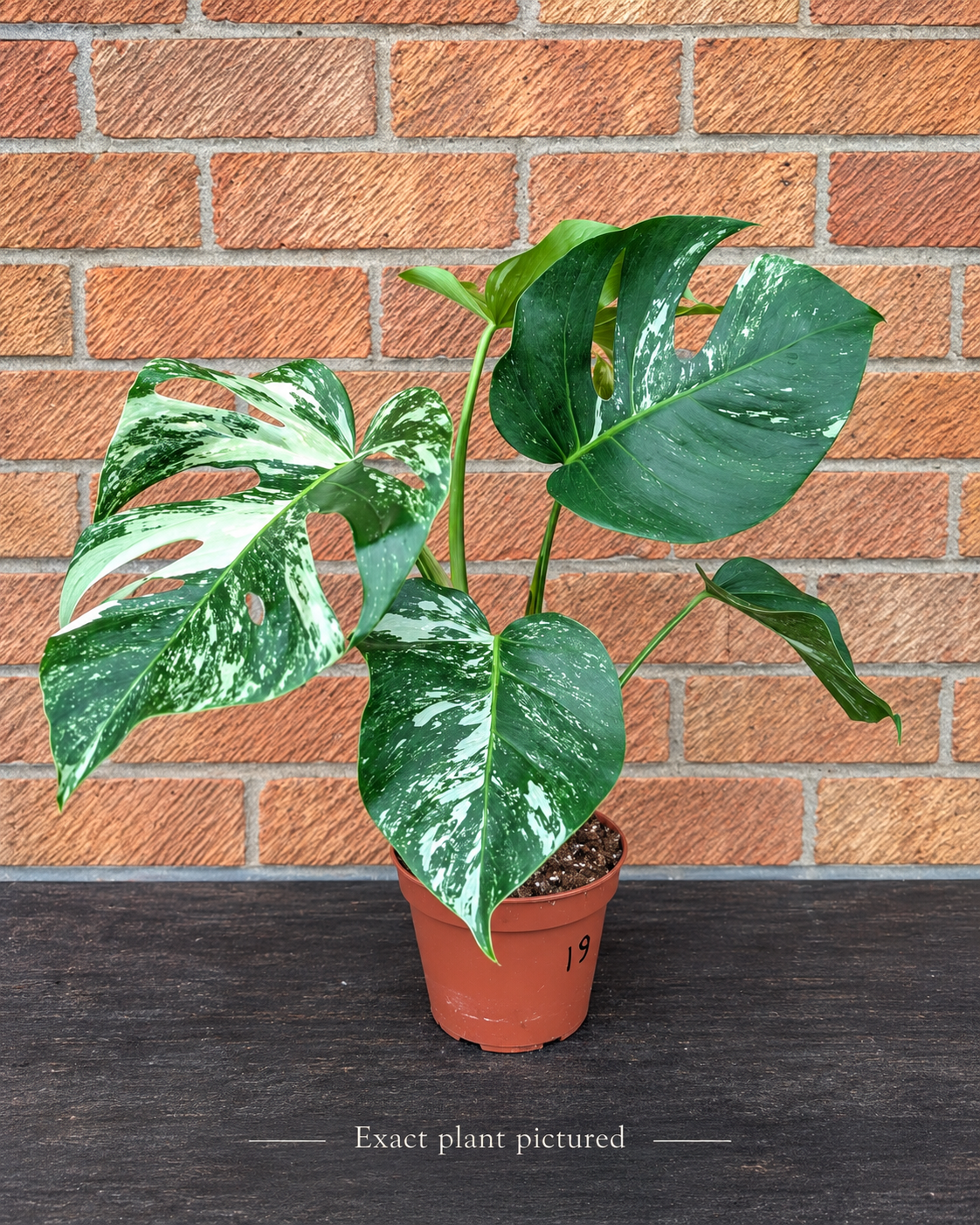 (Choose your own) 40 - 60cm Variegated Monstera Albo 15cm Pot House Plant