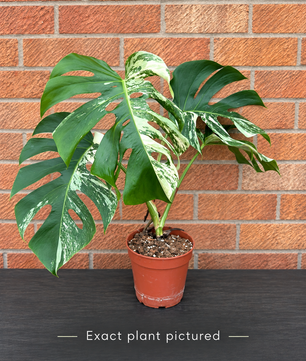 (Choose your own) 40 - 60cm Variegated Monstera Albo 15cm Pot House Plant