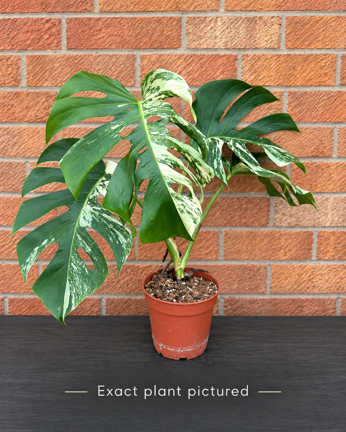 (Choose your own) 40 - 60cm Variegated Monstera Albo 15cm Pot House Plant