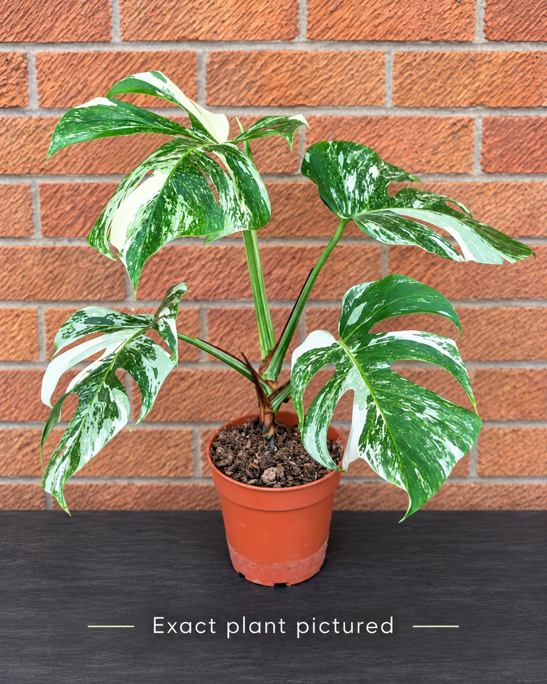 (Choose your own) 40 - 60cm Variegated Monstera Albo 15cm Pot House Plant