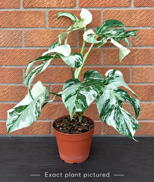 (Choose your own) 40 - 60cm Variegated Monstera Albo 15cm Pot House Plant