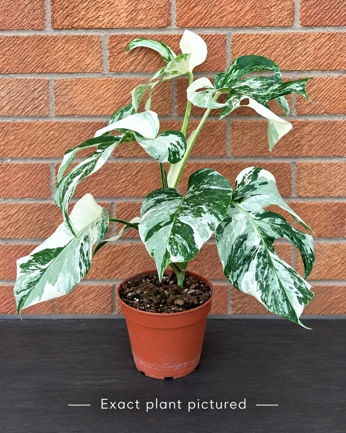 (Choose your own) 40 - 60cm Variegated Monstera Albo 15cm Pot House Plant