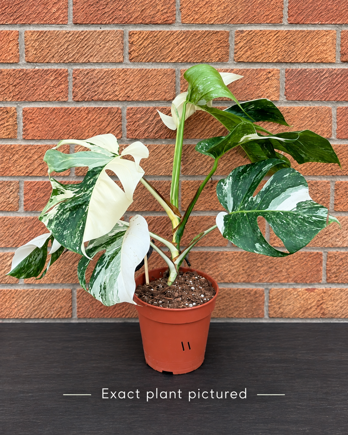 (Choose your own) 40 - 60cm Variegated Monstera Albo 15cm Pot House Plant
