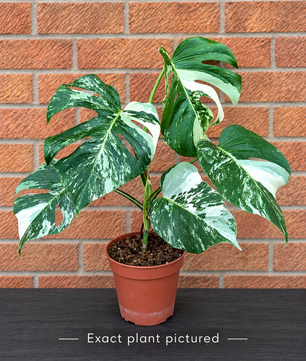 (Choose your own) 40 - 60cm Variegated Monstera Albo 15cm Pot House Plant