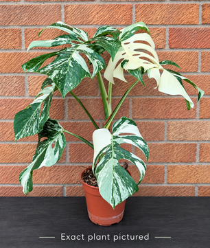 (Choose your own) 40 - 60cm Variegated Monstera Albo 15cm Pot House Plant