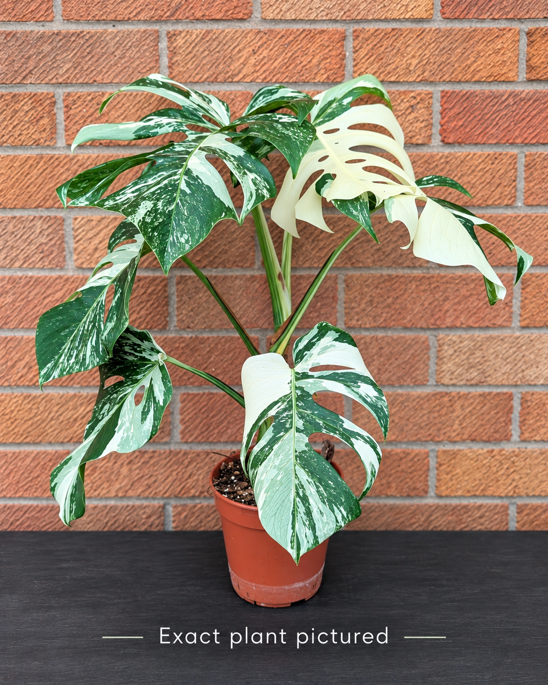 (Choose your own) 40 - 60cm Variegated Monstera Albo 15cm Pot House Plant
