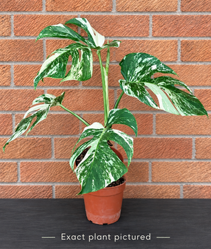 (Choose your own) 40 - 60cm Variegated Monstera Albo 15cm Pot House Plant