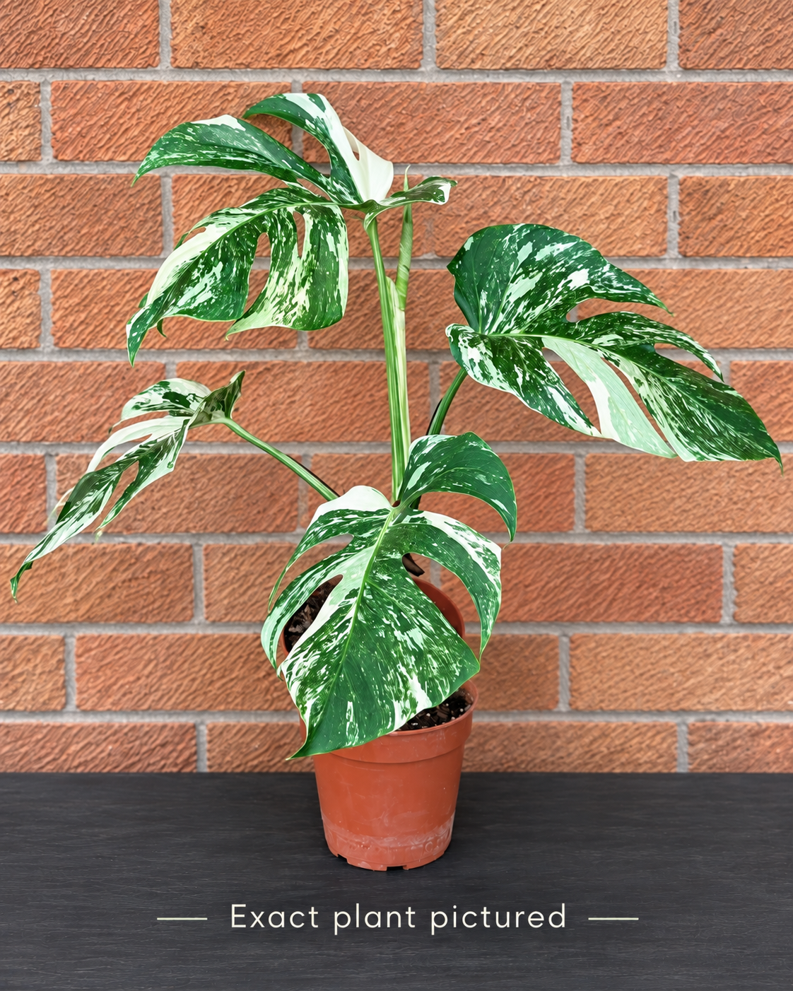 (Choose your own) 40 - 60cm Variegated Monstera Albo 15cm Pot House Plant