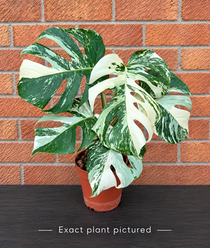 (Choose your own) 40 - 60cm Variegated Monstera Albo 15cm Pot House Plant