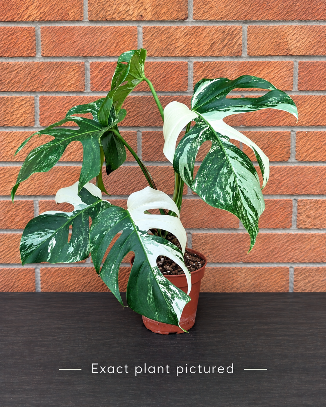 (Choose your own) 40 - 60cm Variegated Monstera Albo 15cm Pot House Plant