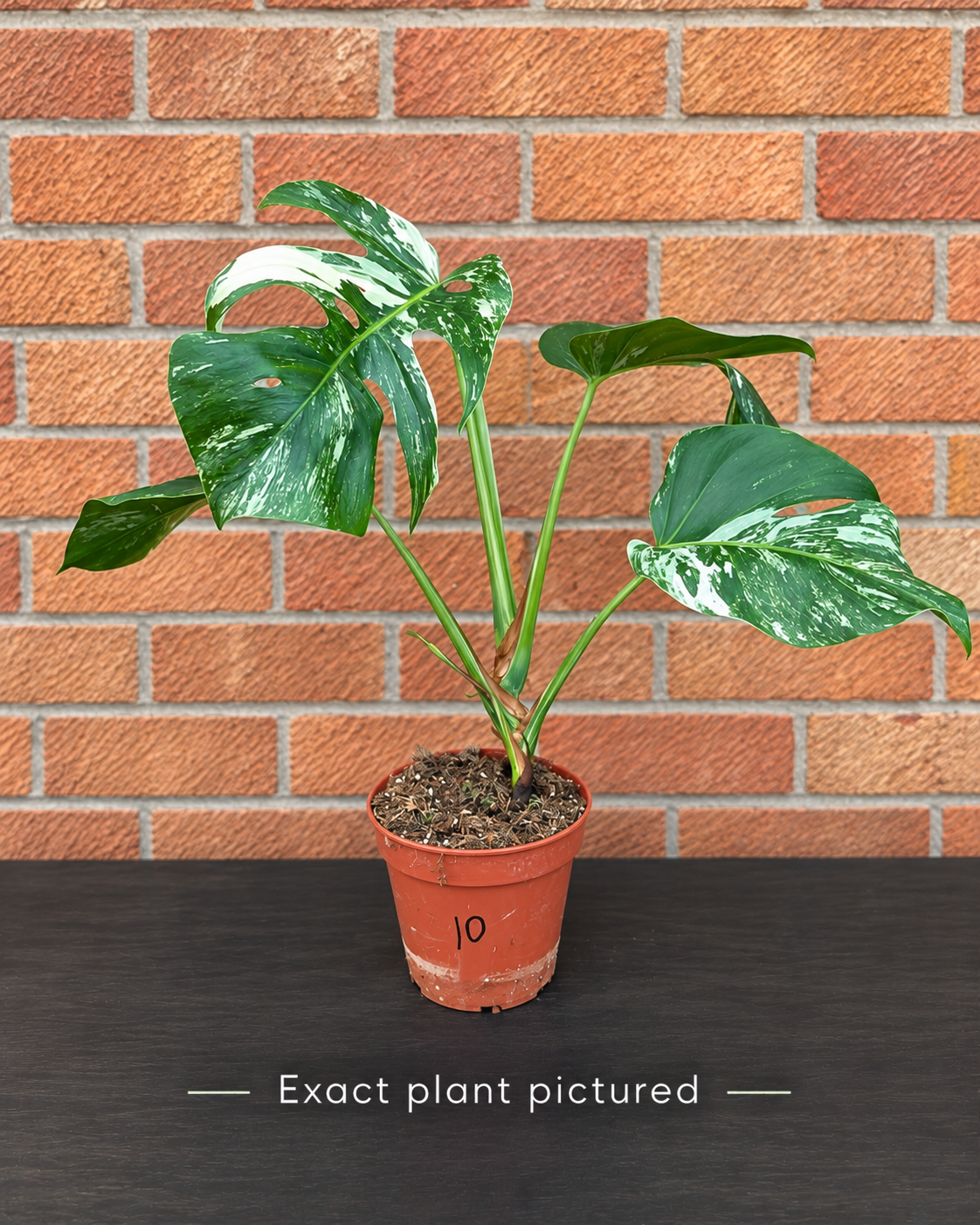 (Choose your own) 40 - 60cm Variegated Monstera Albo 15cm Pot House Plant