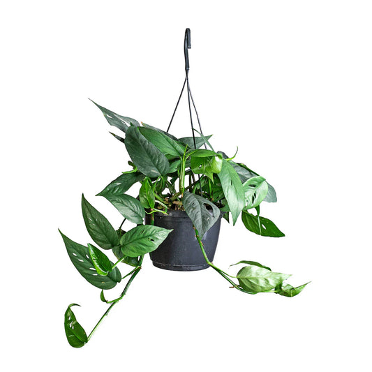 20 - 30cm Epipremnum Cebu Blue 12cm Pot Houseplant