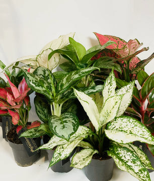Aglaonema