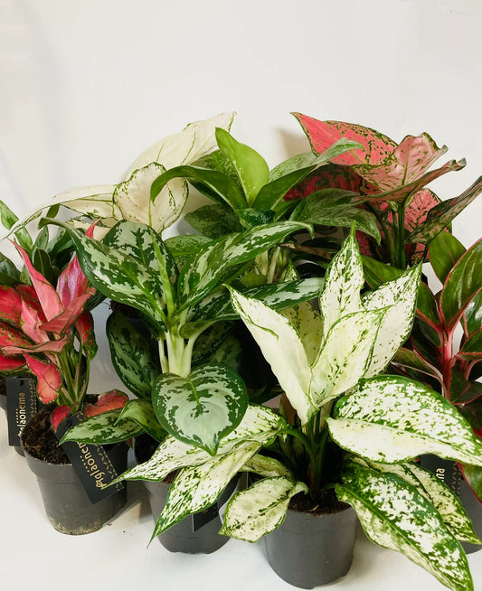 Aglaonema