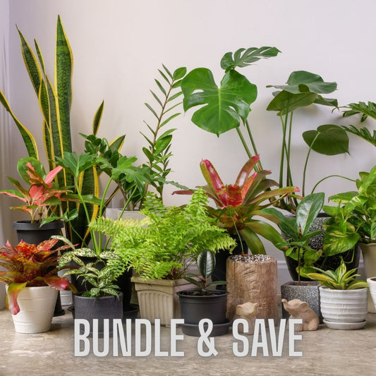 Houseplant Starter Bundle