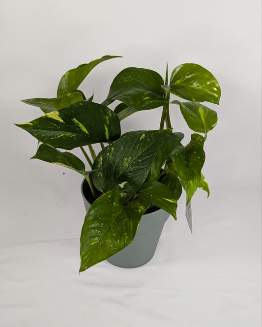 20 - 35cm Epipremnum Aureum 12cm Pot Houseplant