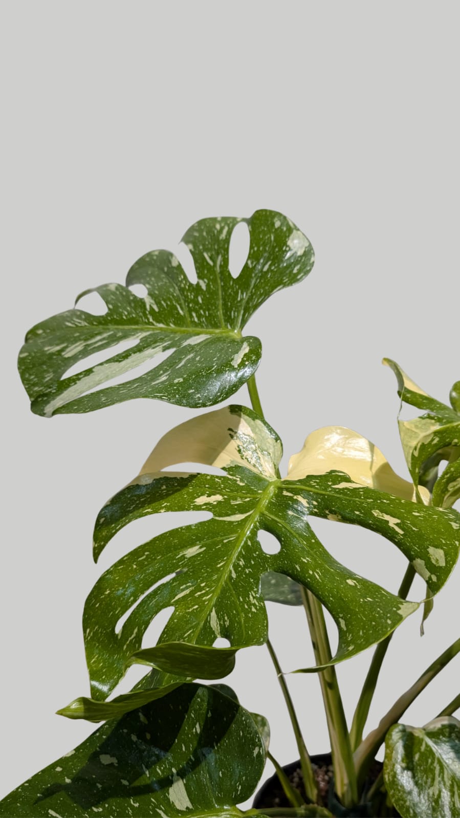 Monstera Thai Constellation 17cm Pot Houseplant
