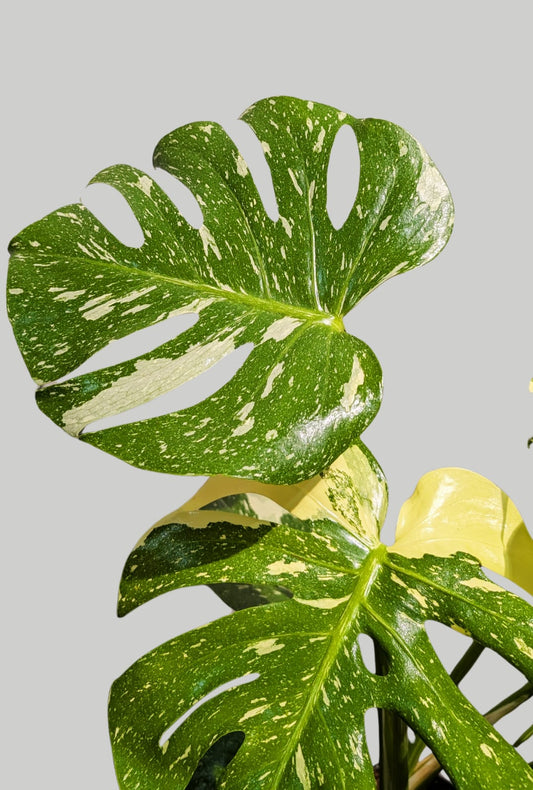 Monstera Thai Constellation 17cm Pot Houseplant