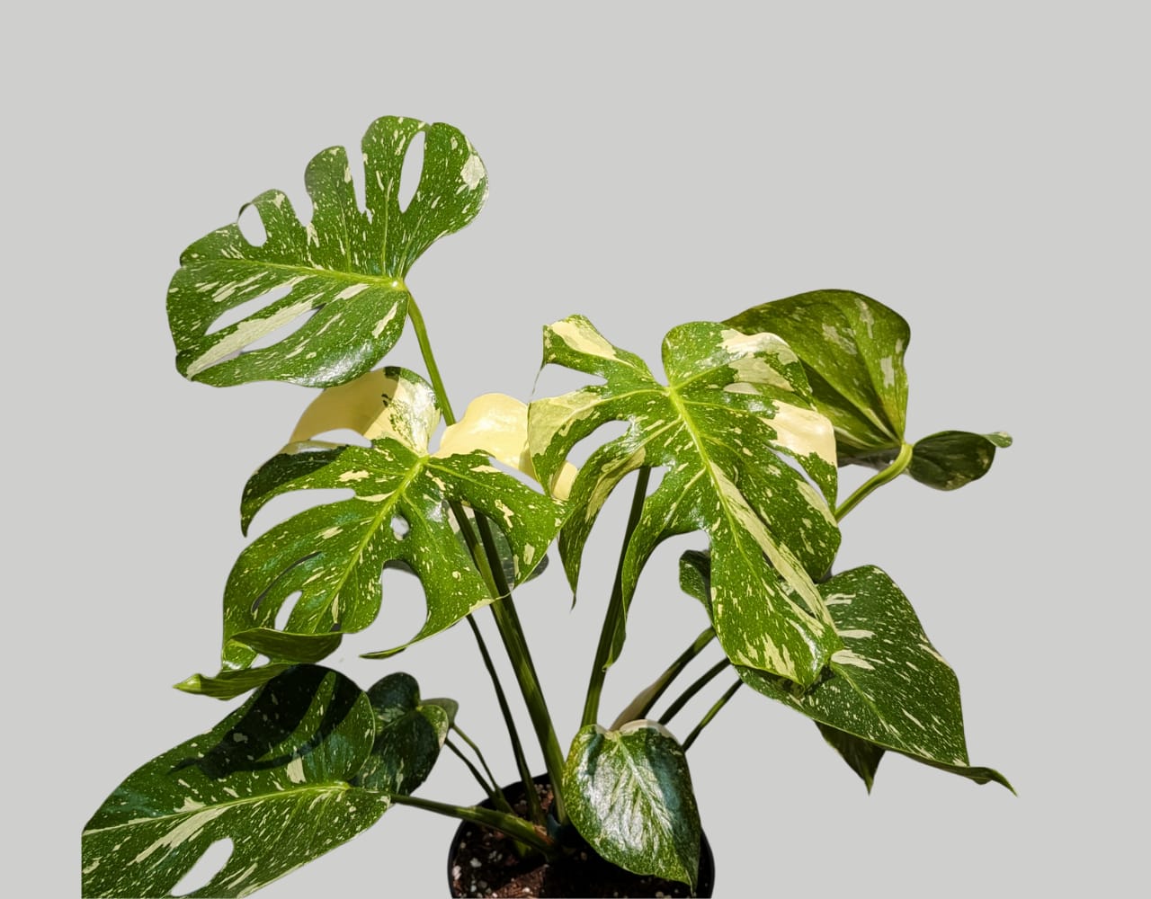 Monstera Thai Constellation 17cm Pot Houseplant