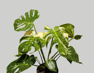 Monstera Thai Constellation 17cm Pot Houseplant
