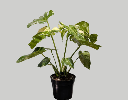 Monstera Thai Constellation 17cm Pot Houseplant