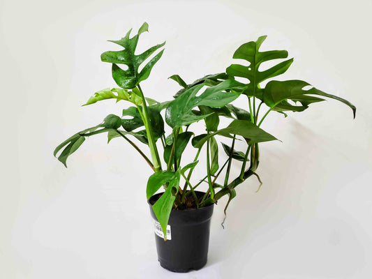 25 - 40cm Monstera Minima 12cm Pot