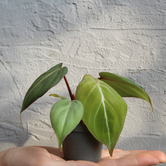 Philodendron Gloriosum