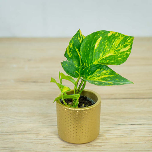 Epipremnum Aureum