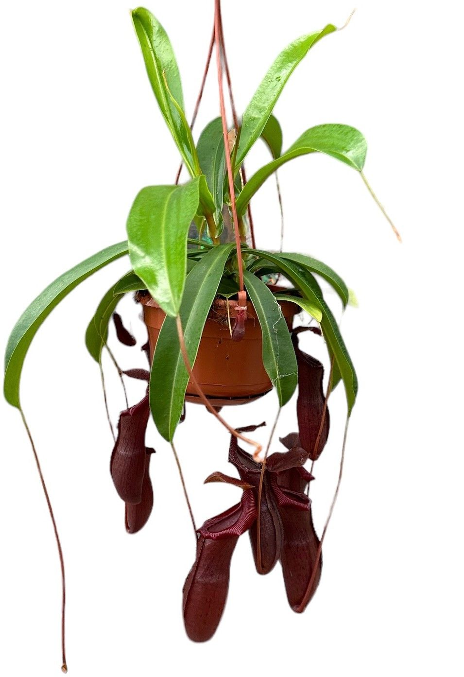 Nepenthes 'Bill' Monkey Jars 14cm Hanging Pot Houseplant