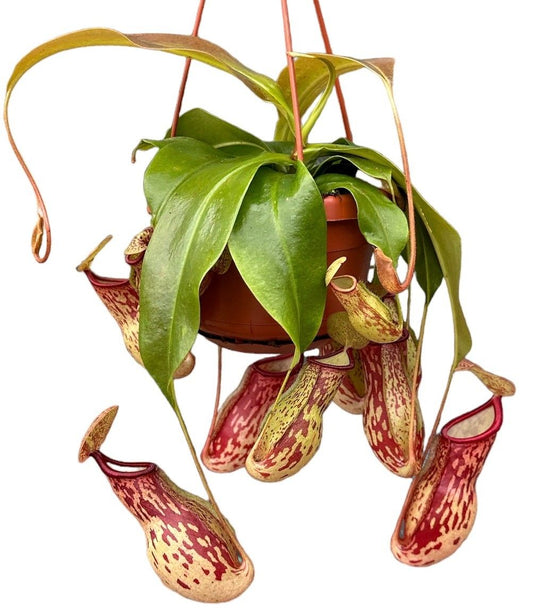 Nepenthes 'Gaya' Monkey Jars 14cm Hanging Pot Houseplant