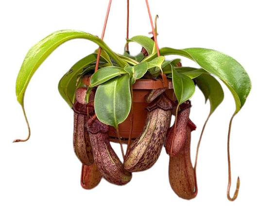 Nepenthes 'Rob' Monkey Jars 14cm Hanging Pot Houseplant
