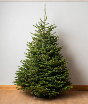 6-7ft Premium Nordmann Fir Christmas Tree