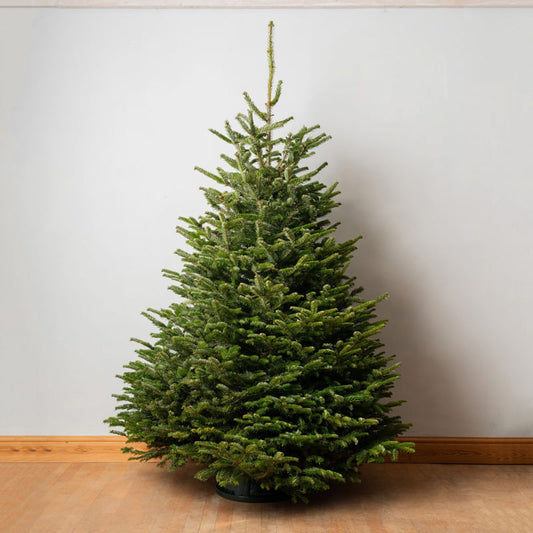 5-6ft Premium Nordmann Fir Christmas Tree