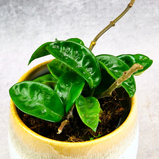 Hoya Carnosa Krinkle