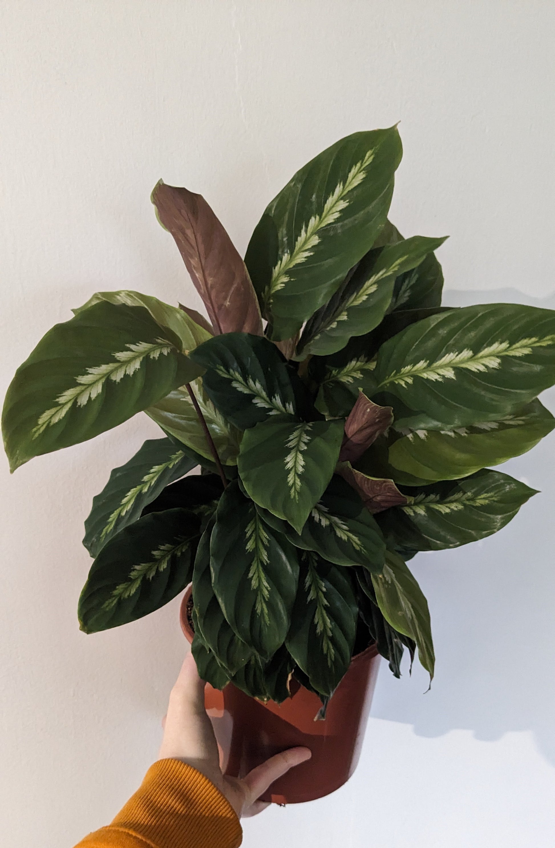 Calathea Maui Queen