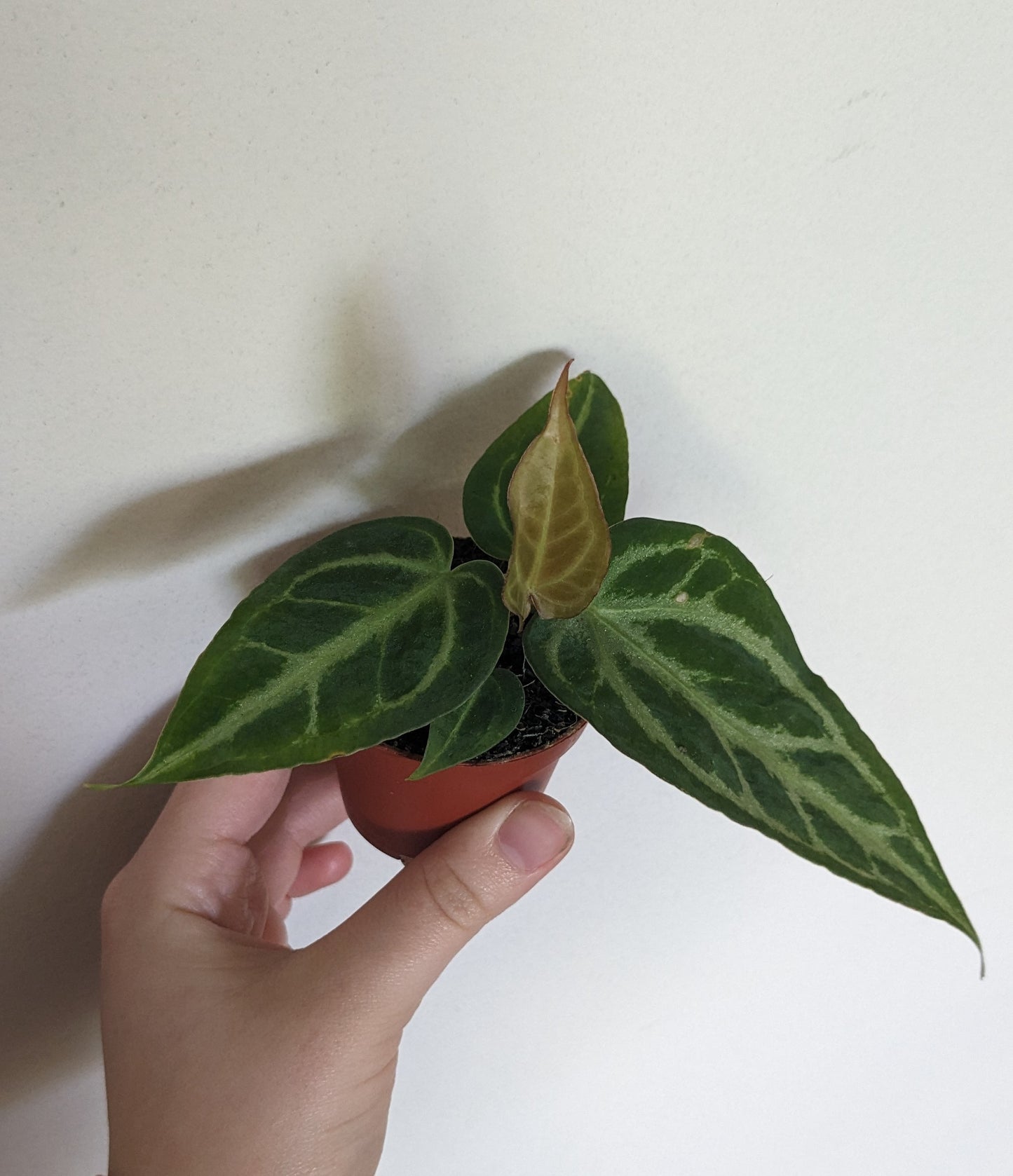 Anthurium Silver Blush