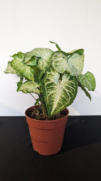 Syngonium