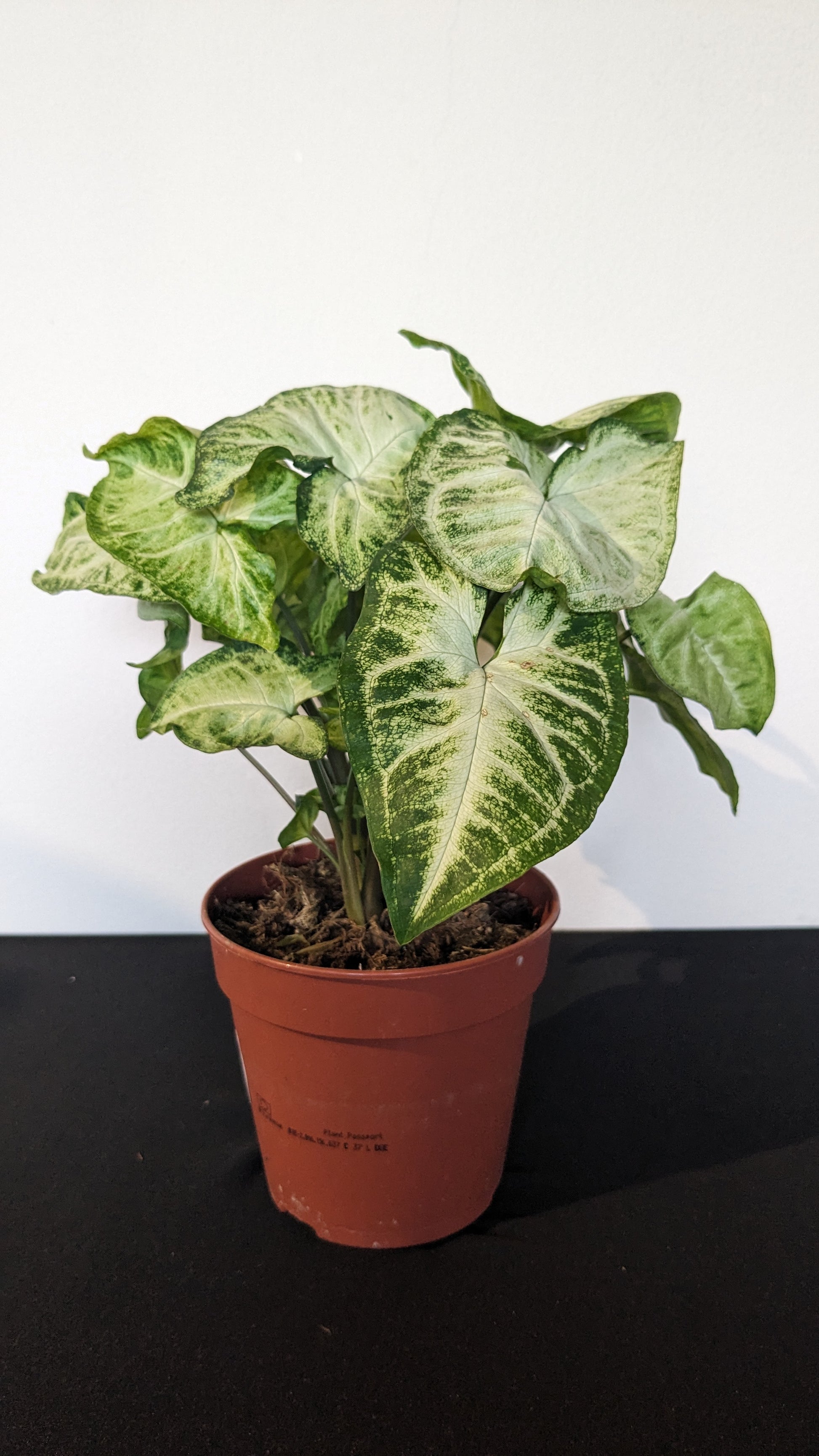 Syngonium
