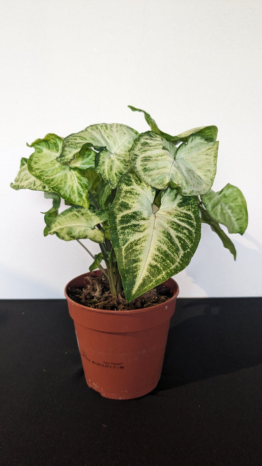 Syngonium