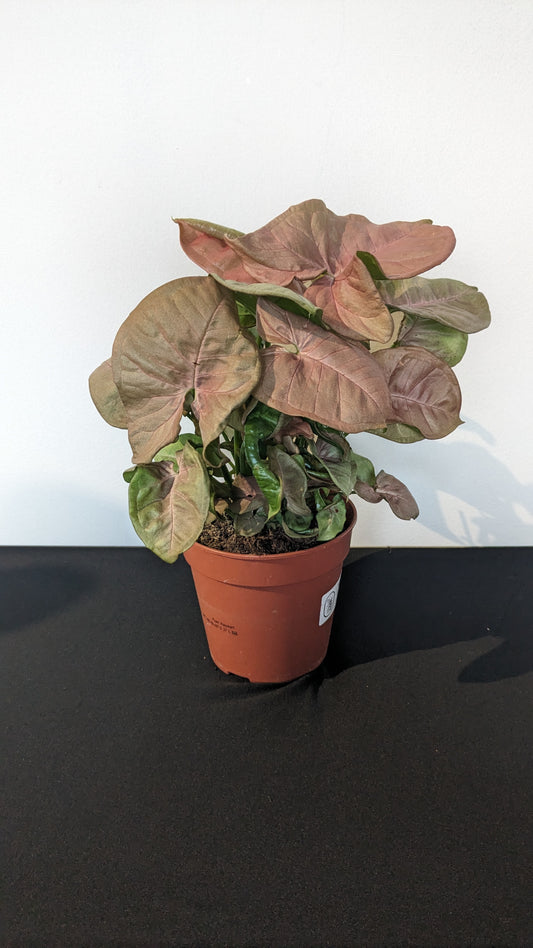 Syngonium
