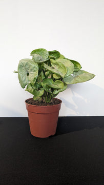 Syngonium