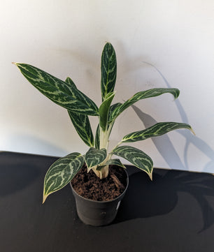 Aglaonema