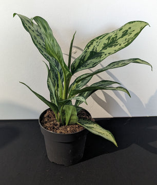 Aglaonema