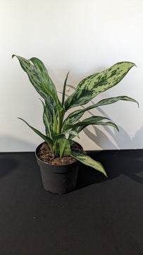 Aglaonema