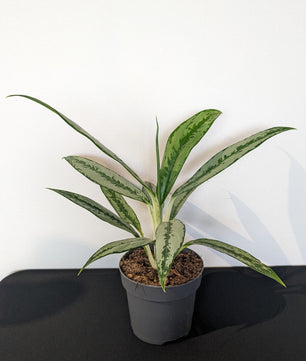 Aglaonema