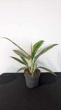 Aglaonema