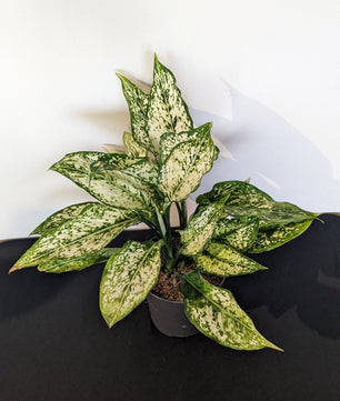Aglaonema