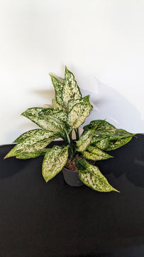 Aglaonema